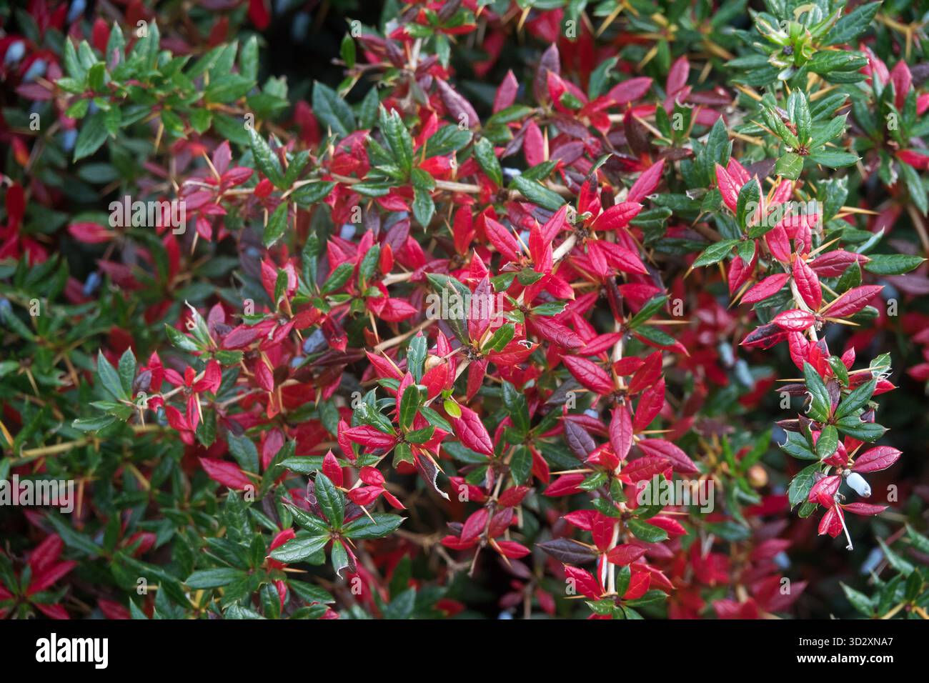 Feuilles feuille rouge feuillage, verruculosa verruculosa d'épine verruqueuse, arbuste jardin plantes arbustes plantes Banque D'Images