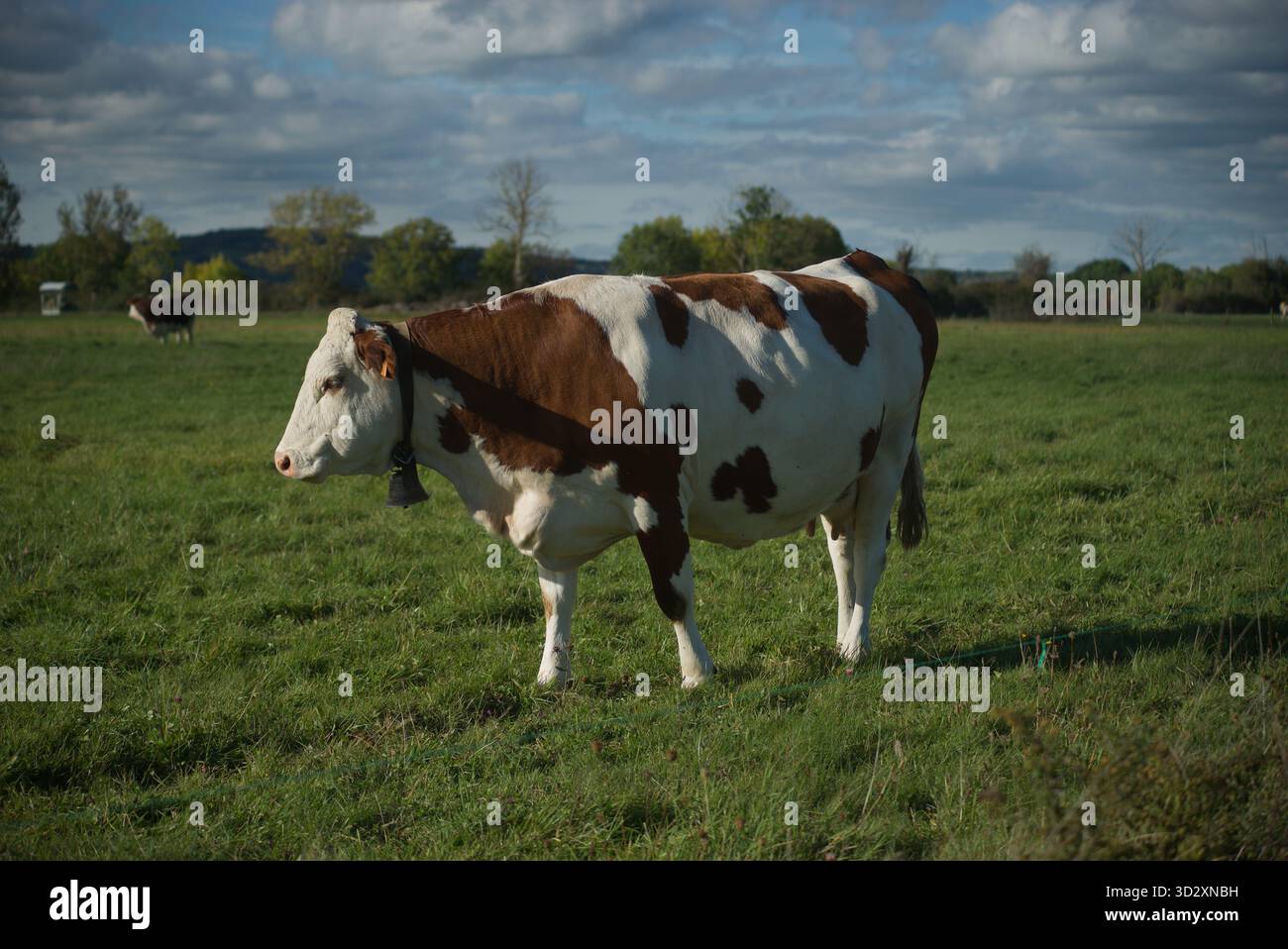Vache Montbéliarde dans son champ en Auvergne Banque D'Images