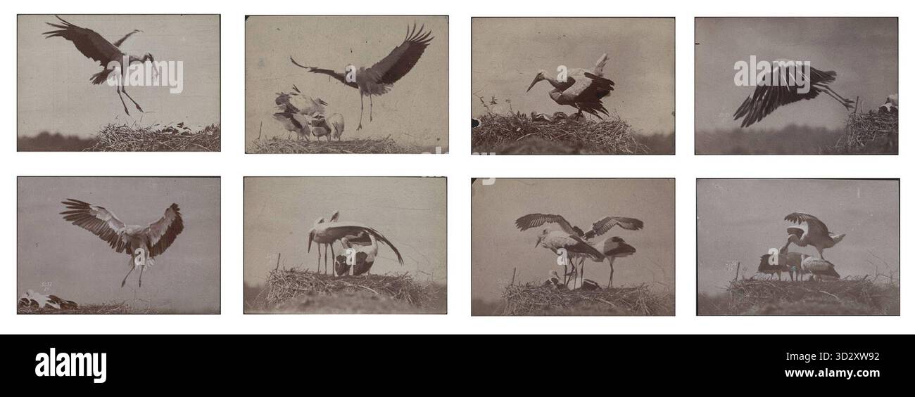 Ottomar Anschütz - sans titre (cigognes) - 1884. Banque D'Images