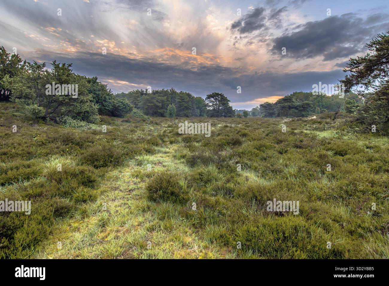 Lever de soleil sur la lande en pleine floraison dans le parc national Dwingelderveld, Drenthe, pays-Bas. Paysage scène de la nature en Europe. Banque D'Images