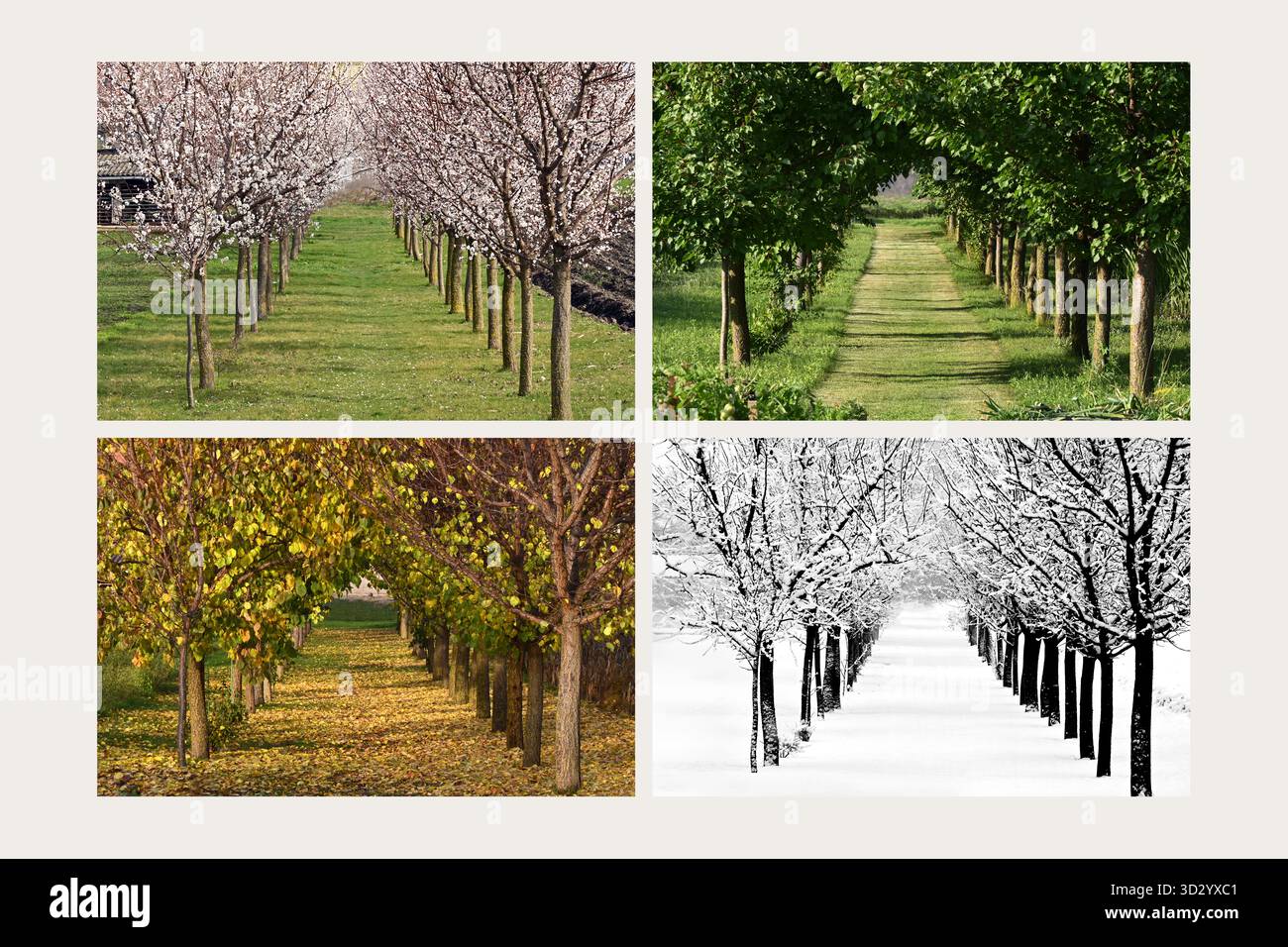 Un montage en quatre panneaux de rangées d'abricotiers symétriques à différentes saisons : printemps, été, automne, hiver Banque D'Images