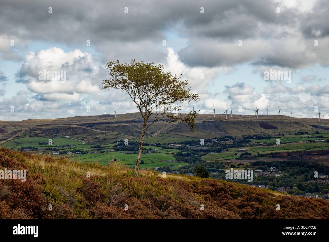 Un seul arbre à Heather Moorland surplombant la vallée de l'Irwell avec les landes des Pennines de l'Ouest en arrière-plan, Ramsbottom, Bury. Banque D'Images