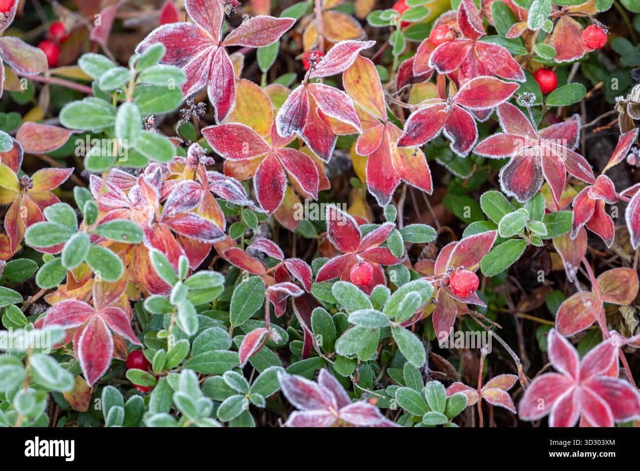 Feuilles colorées de cornel nain, Bunchberry, Cornus suecica sur un matin d'automne croustillant pendant le feuillage d'automne dans la nature finlandaise Banque D'Images