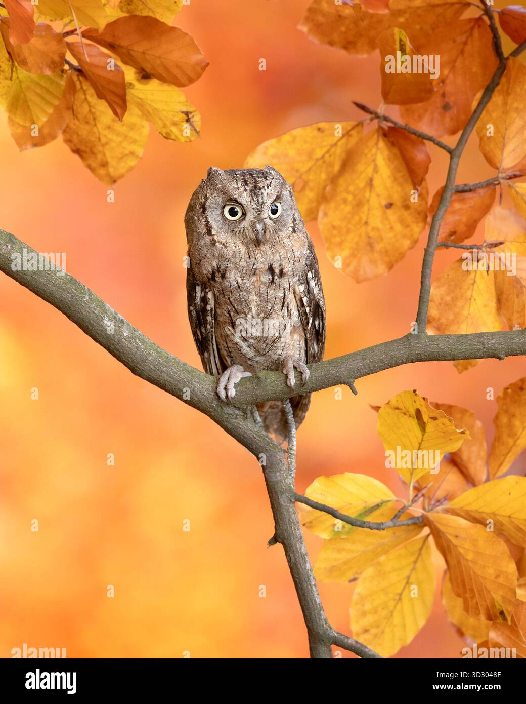Chouette de l'eurasien (Otus scops), également connue sous le nom de chouette de l'Europe, chouette de la commune ou tout simplement chouette de la chasse Banque D'Images