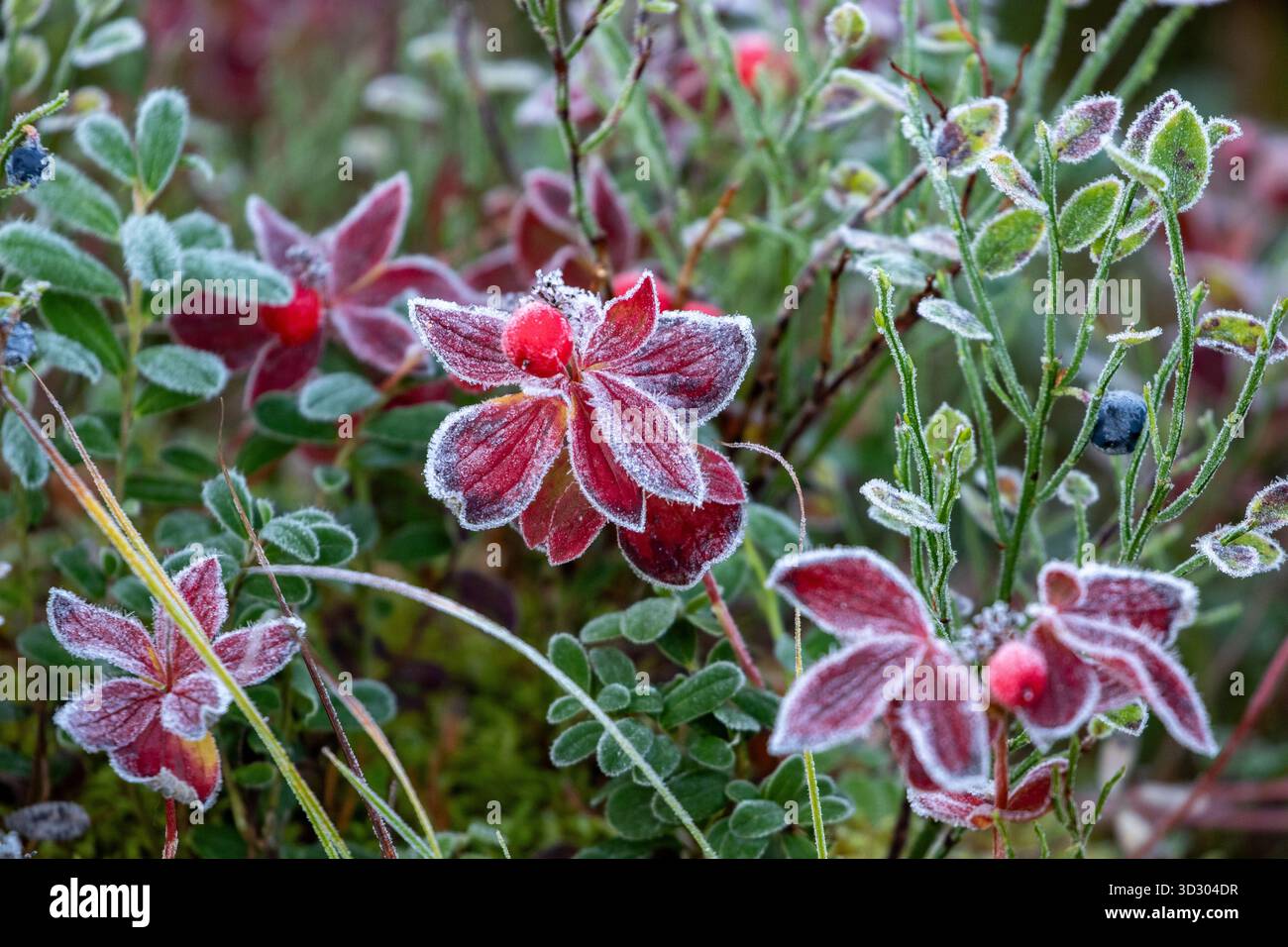 Feuilles colorées de cornel nain, Bunchberry, Cornus suecica sur un matin d'automne croustillant pendant le feuillage d'automne dans la nature finlandaise Banque D'Images