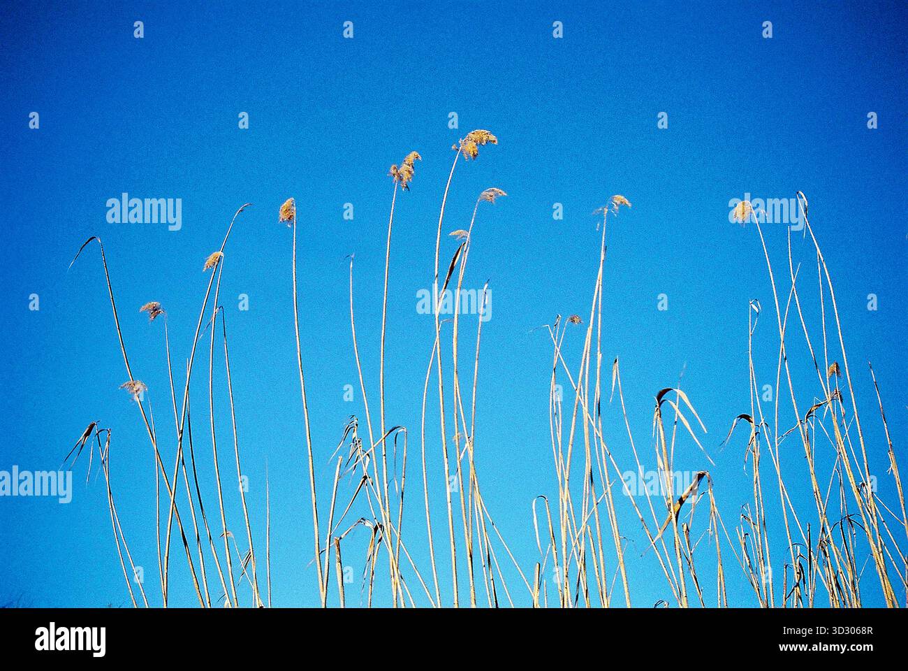 Roseau jaune éclatant sur un ciel bleu clair, capturé dans des tons analogiques chauds pour une scène de nature sereine et minimaliste. Banque D'Images