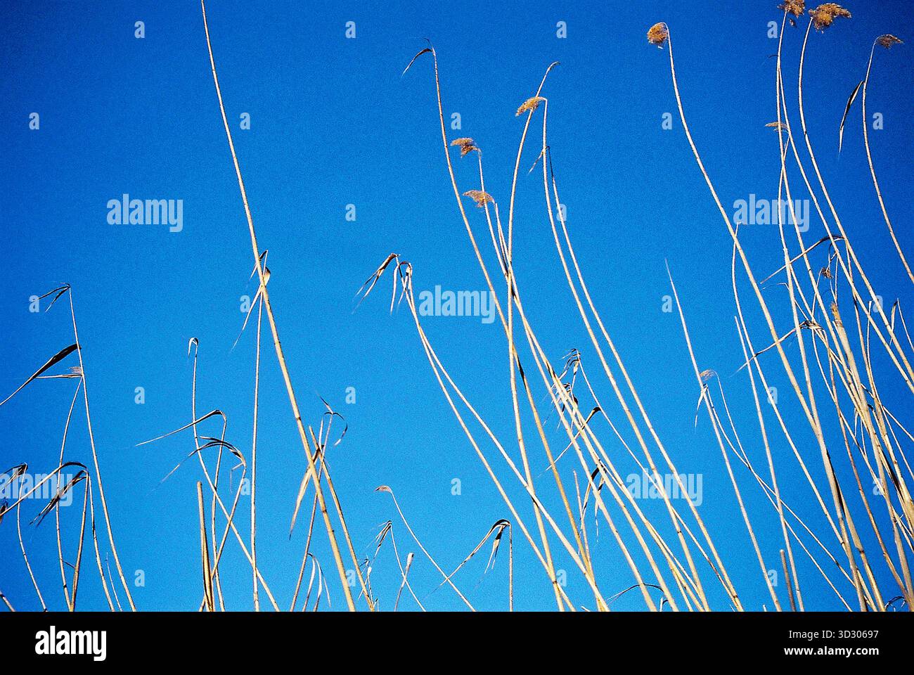 Roseau jaune éclatant sur un ciel bleu clair, capturé dans des tons analogiques chauds pour une scène de nature sereine et minimaliste. Banque D'Images