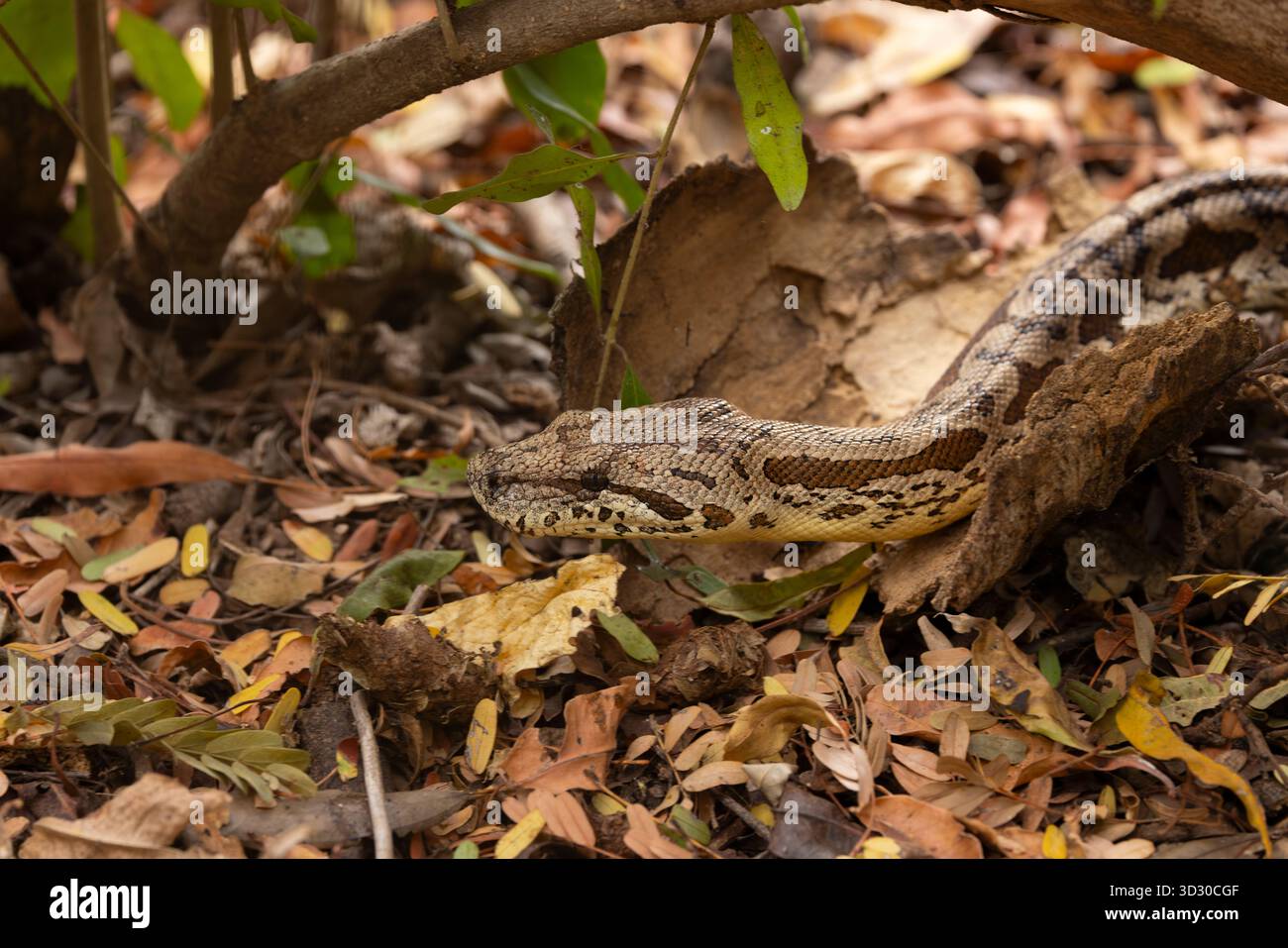 Boa de Dumeril Acrantophis dumerili, adulte en litière foliaire, réserve de Berenty, Berenty, Anosy, Madagascar, septembre Banque D'Images