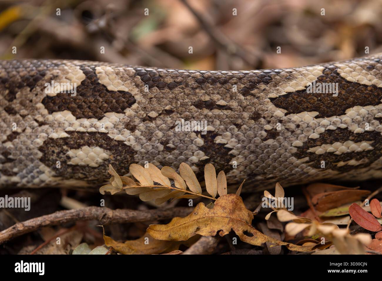 Boa de Dumeril Acrantophis dumerili, adulte en litière foliaire, réserve de Berenty, Berenty, Anosy, Madagascar, septembre Banque D'Images