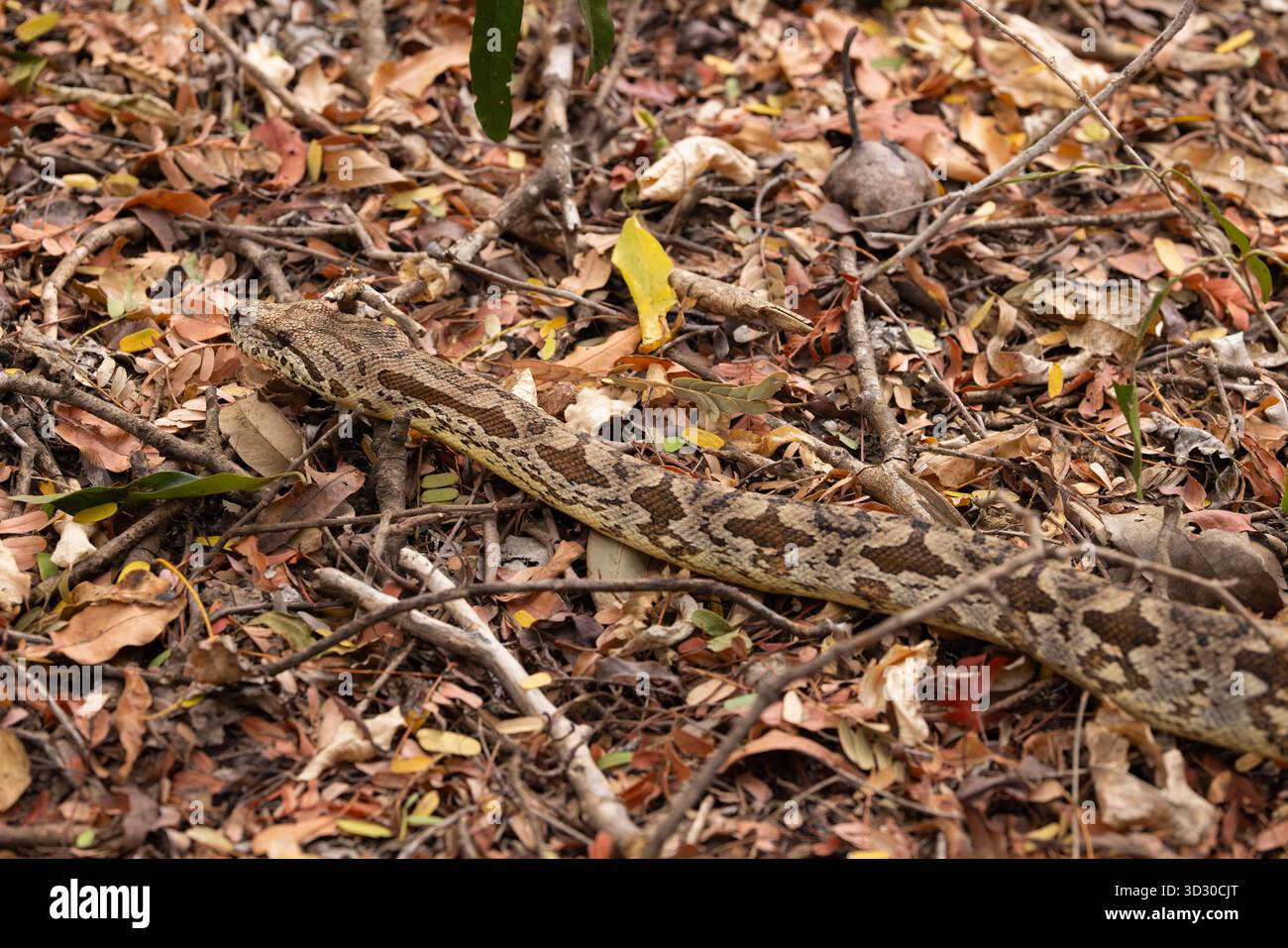 Boa de Dumeril Acrantophis dumerili, adulte en litière foliaire, réserve de Berenty, Berenty, Anosy, Madagascar, septembre Banque D'Images