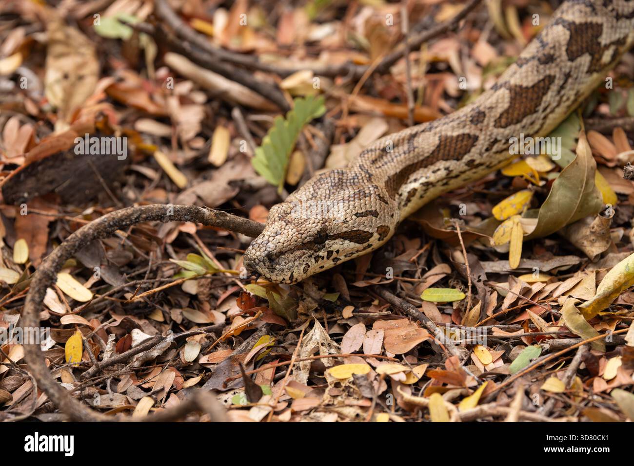 Boa de Dumeril Acrantophis dumerili, adulte en litière foliaire, réserve de Berenty, Berenty, Anosy, Madagascar, septembre Banque D'Images