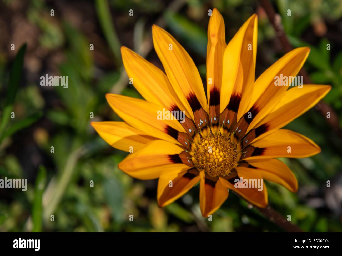 De fleurs en fleurs Banque D'Images