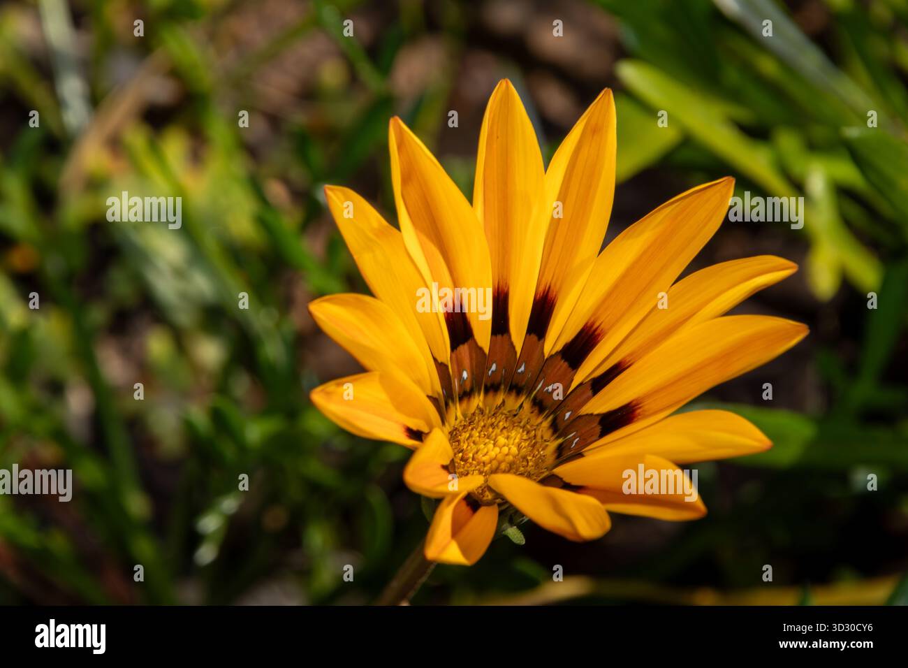 Fleur en fleur Banque D'Images