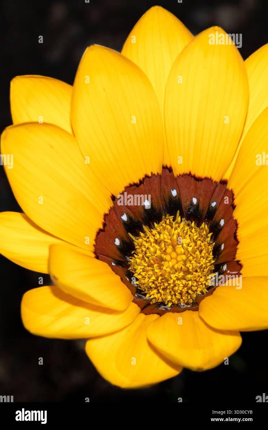 Fleur d'hiver en fleurs Banque D'Images