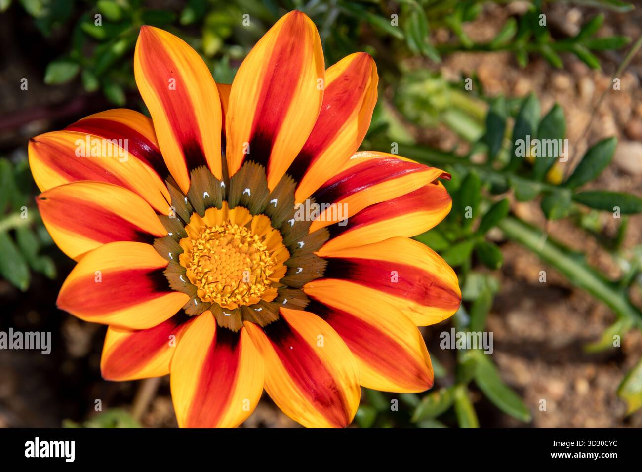 Floraison de fleurs vibrantes dans le sud de la Californie Banque D'Images