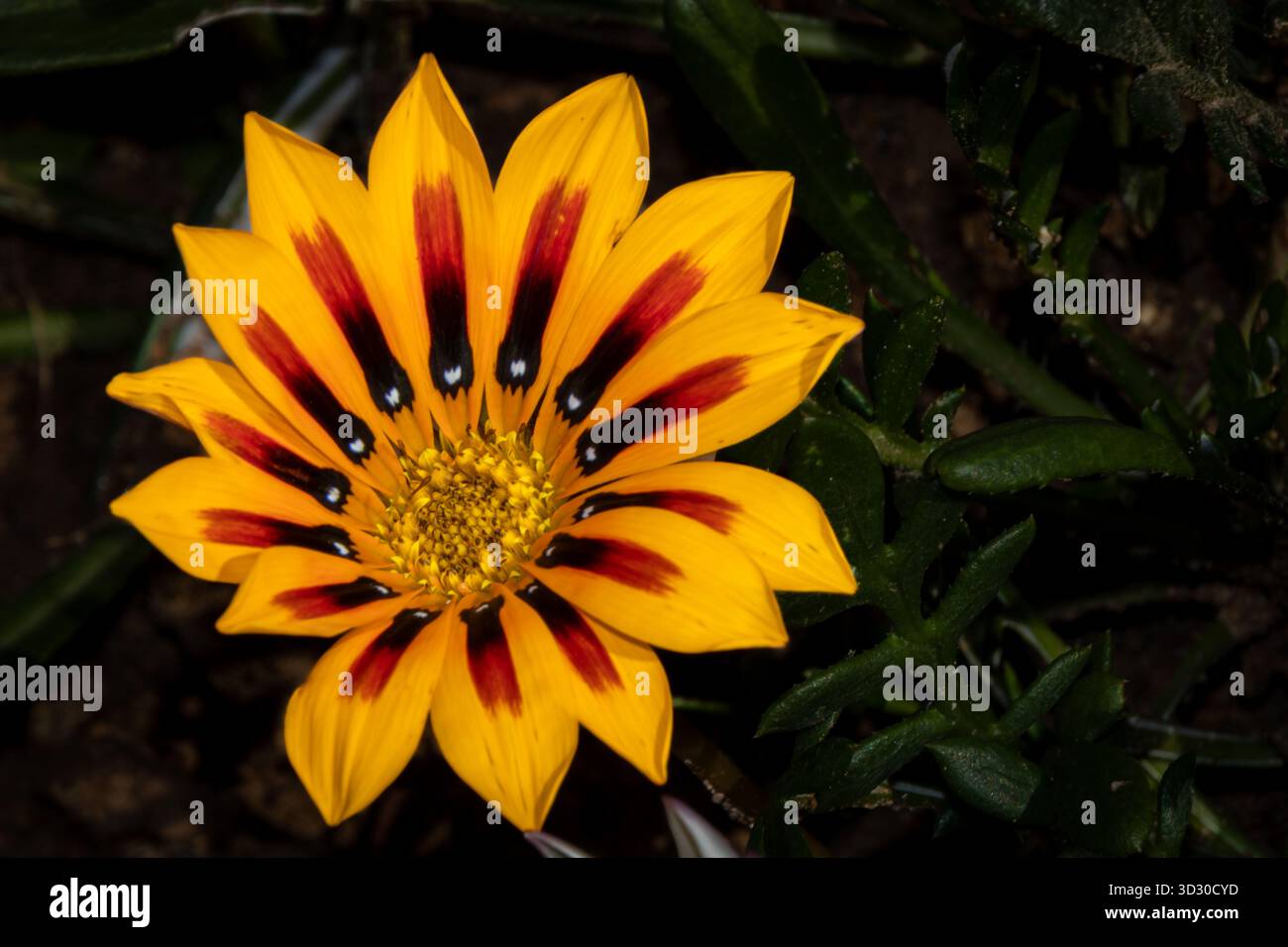 Floraison de fleurs à San Diego, Californie Banque D'Images