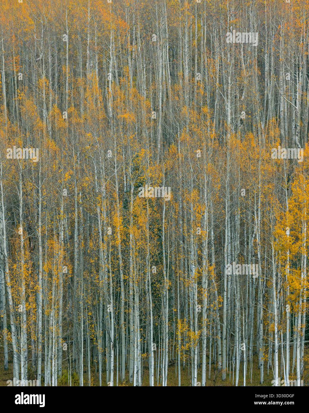 Aspens, vallée de Cimmaron, forêt nationale d'Uncompahgre, Colorado Banque D'Images