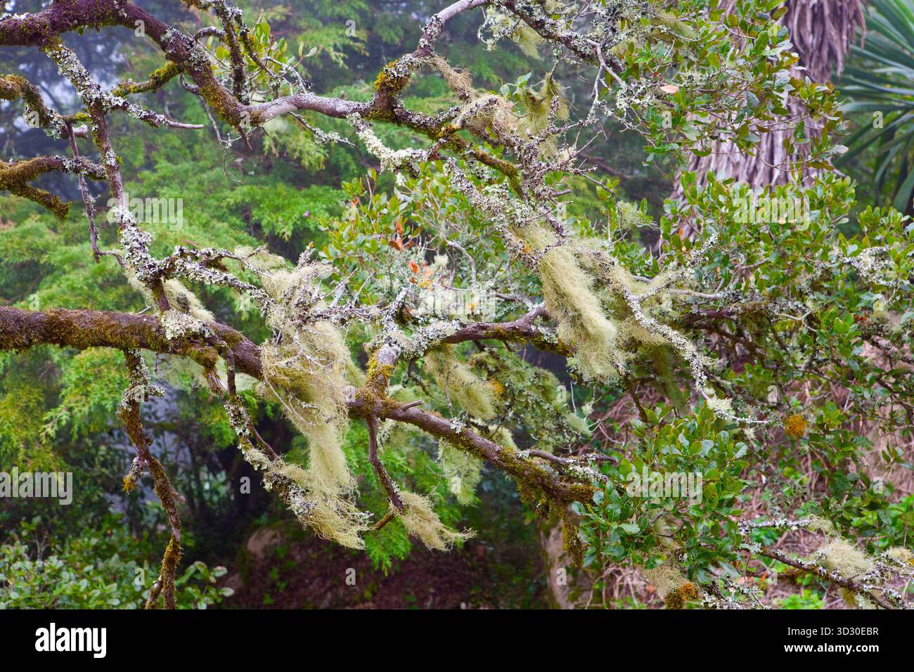 Branches d'arbres couvertes de lichen suspendu et de mousse dans un environnement forestier humide, créant une texture sauvage et naturelle. Banque D'Images