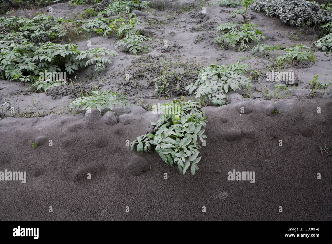 Thorsmork - Islande, 9 juin 2010 : les cendres volcaniques du volcan Eyjafjallajokull soufflent toujours autour du sud et du sud-ouest de l'Islande. Plantes et animaux Banque D'Images