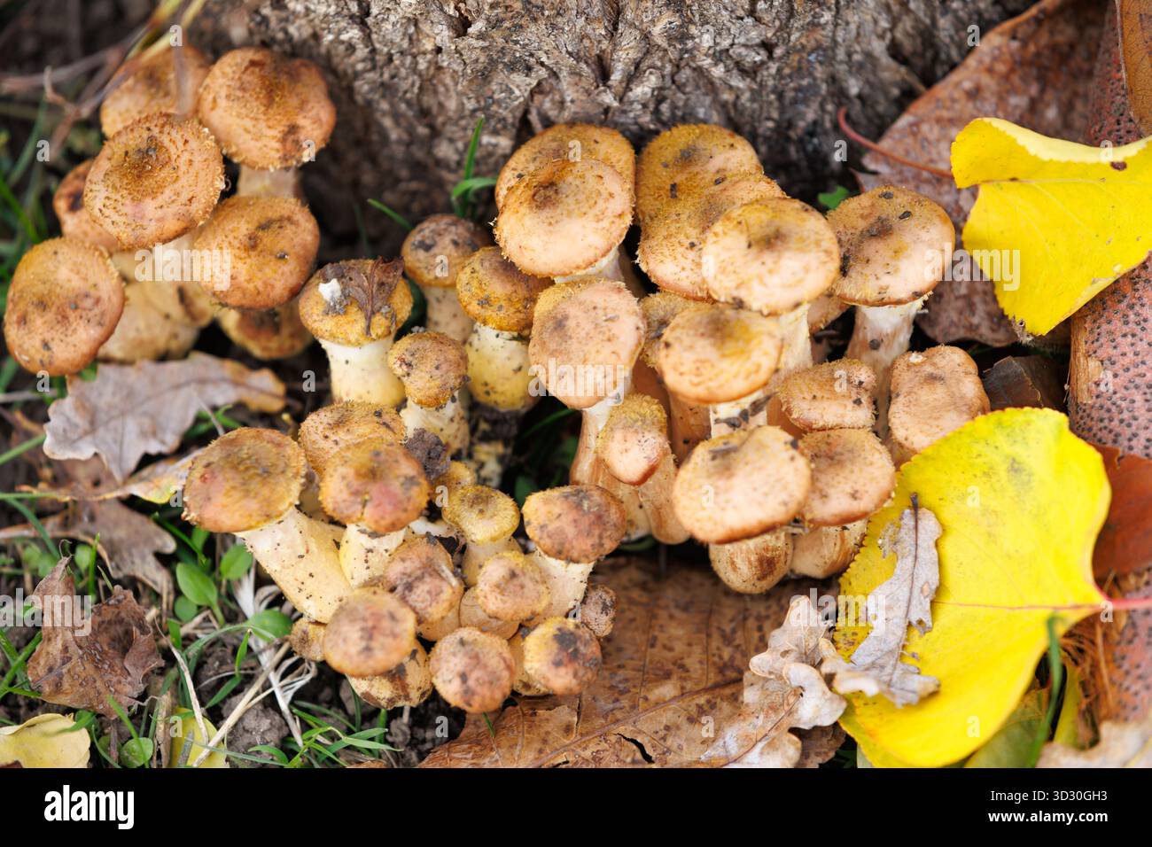 Champignons bruns sur terrain forestier. Bouquet de champignons de miel poussant par une base d'arbre avec des feuilles d'automne jaune vif. Vue de dessus. Banque D'Images