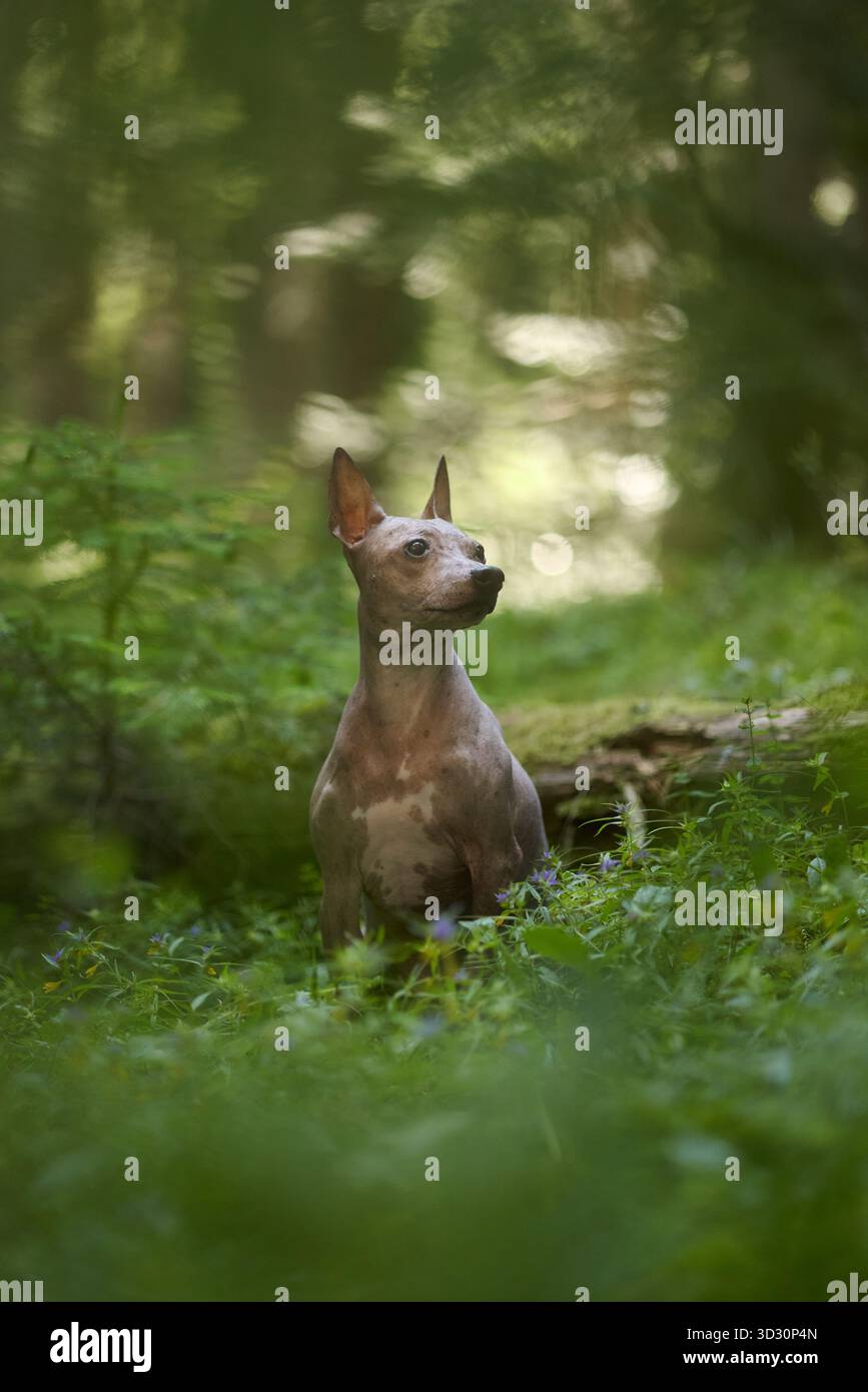 Un terrier américain sans poils est assis tranquillement dans l'herbe moussue entouré par la lumière filtrée du soleil. Le chien semble paisible avec une oreille légèrement tournée. Banque D'Images