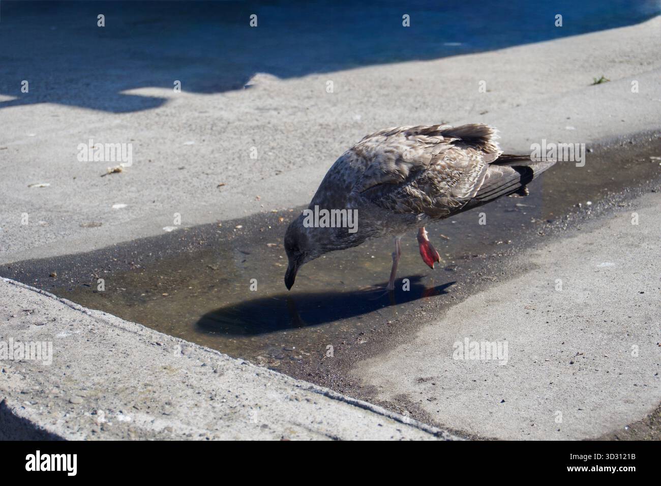 Urban Seabird Reflection – Monterey, Californie Banque D'Images