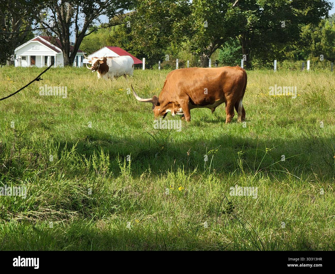 Paysage paisible avec des bovins Longhorns, Richmond, Texas Banque D'Images