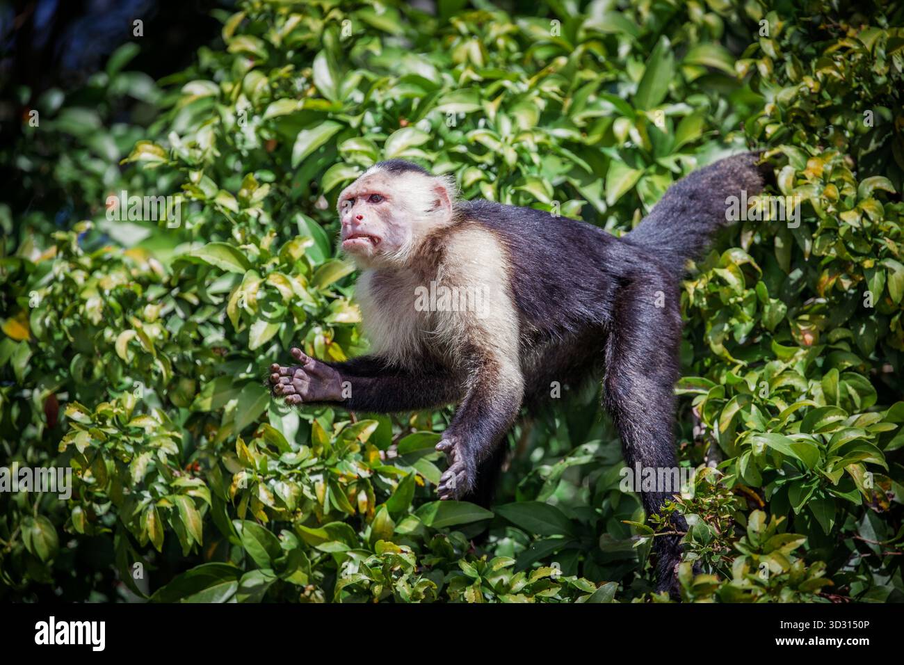 Un portrait de singe capucin dans la forêt tropicale du centre du Panama Banque D'Images