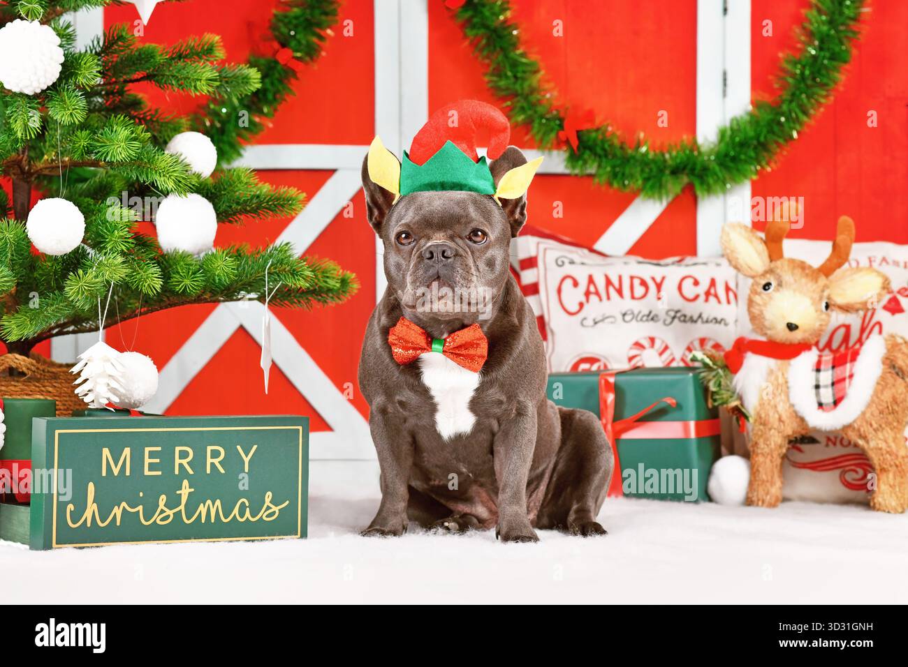 Chien bouledogue français portant un chapeau de costume elfe de Noël et un noeud papillon entre la décoration festive Banque D'Images