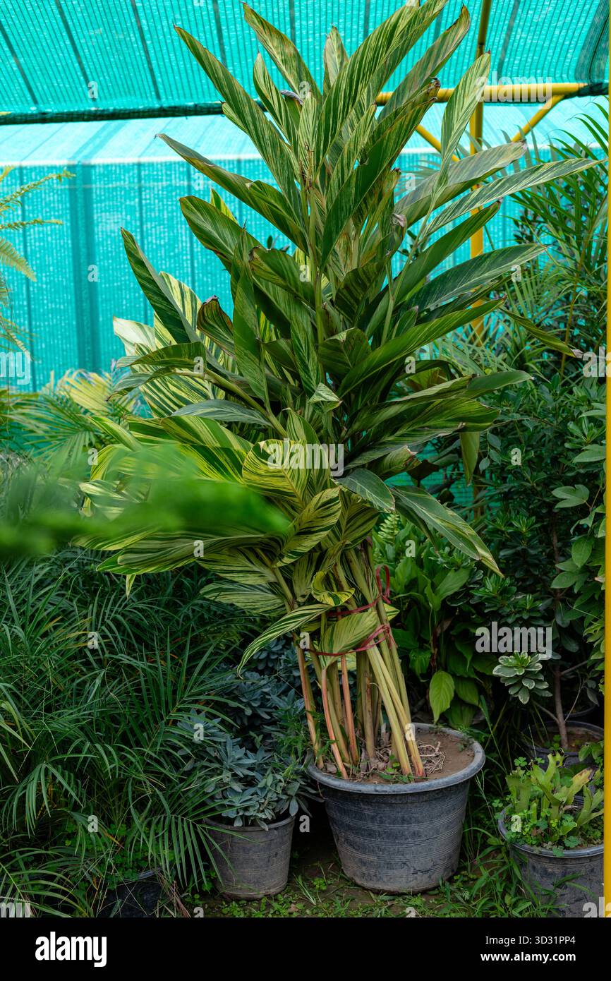 Grande plante de gingembre à coquille variée (Alpinia Zerumbet) dans un pot. Banque D'Images