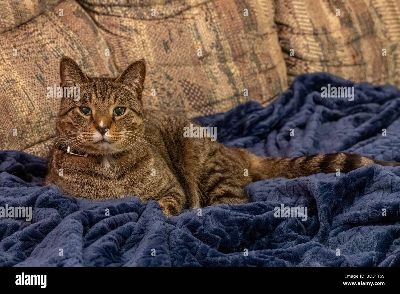 Vue rapprochée d'un chat tabby rayé brun et gris se relaxant sur une couverture bleu foncé au-dessus d'un canapé Banque D'Images