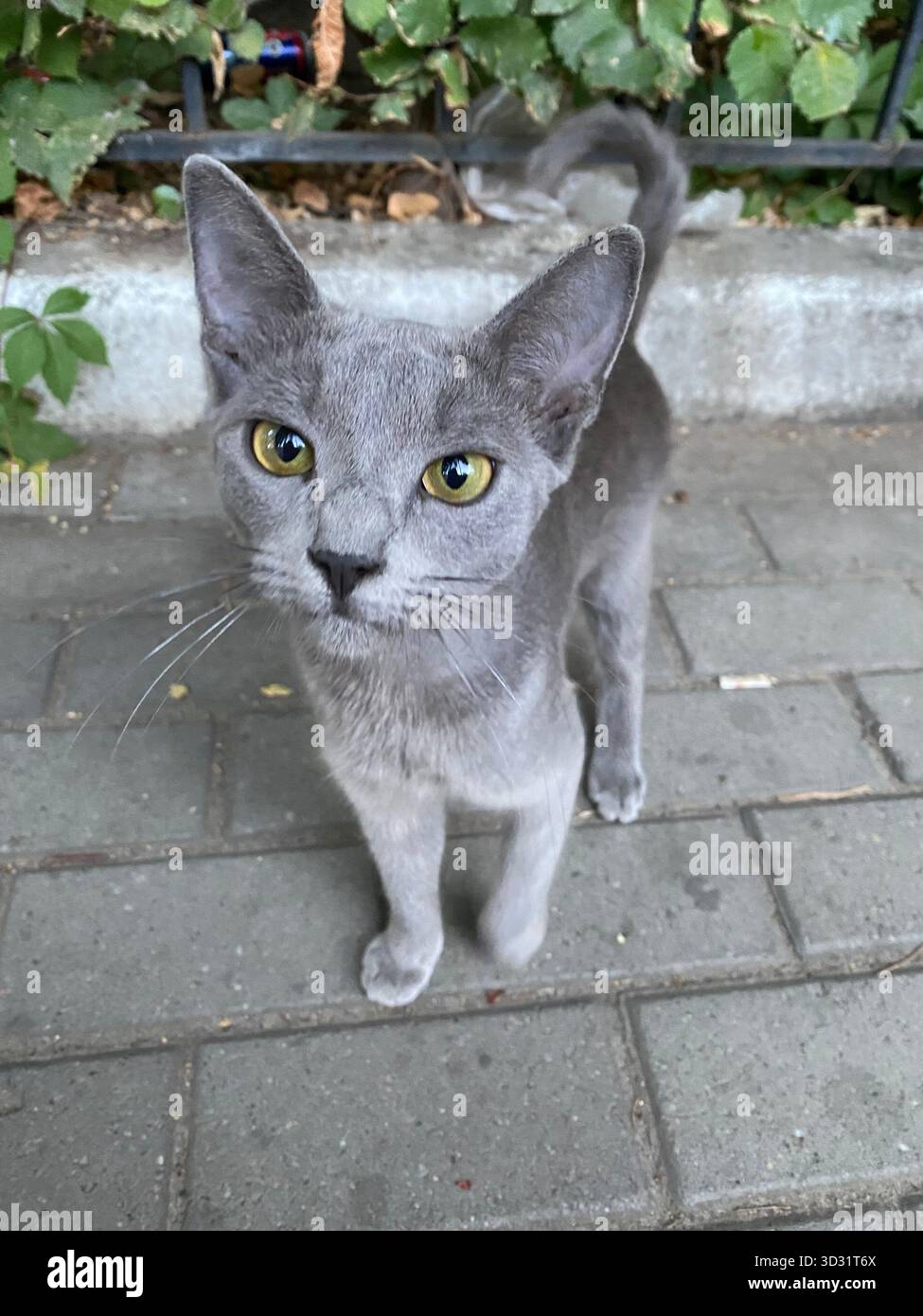 Un gros plan saisissant d'un curieux chat gris aux yeux jaunes d'or perçants, debout sur un trottoir pavé. Banque D'Images