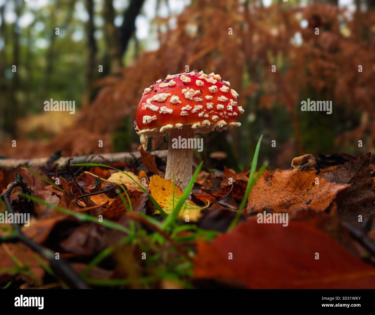Agarique de mouche d'automne fraîche dans 500 acres bois Ashdown forêt haute weald est Sussex sud-est de l'Angleterre Royaume-Uni Banque D'Images