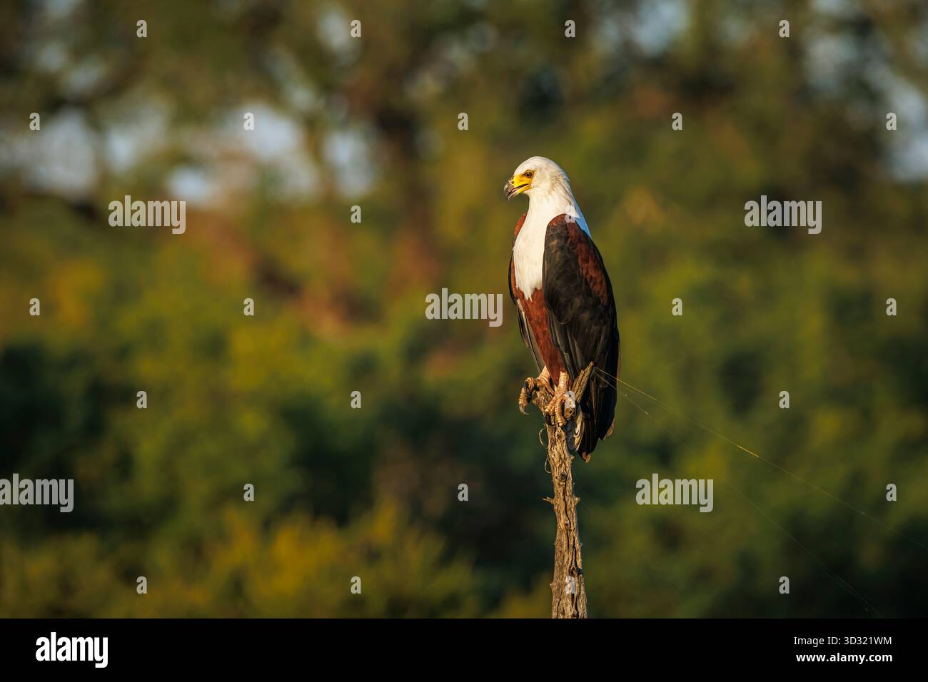 Aigle africain debout sur un tronc isolé en milieu naturel dans le parc national du Grand Kruger, Afrique du Sud ; espèce Haliaeetus vocifer famille Banque D'Images