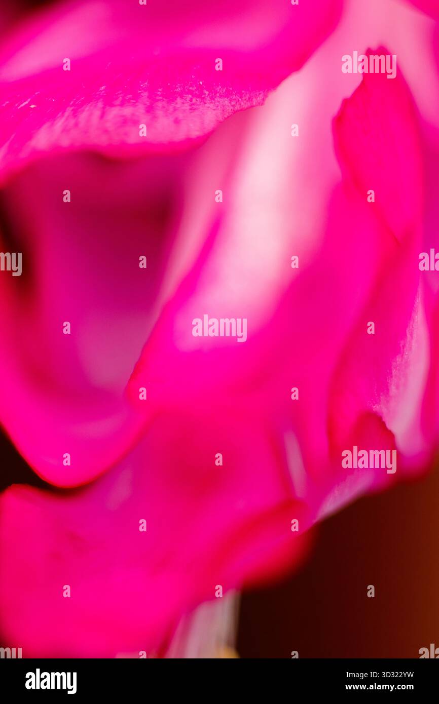 Un gros plan extrême se concentrant sur la texture veloutée et les plis magenta profonds des pétales de fleurs, soulignant le contraste entre le fond sombre Banque D'Images