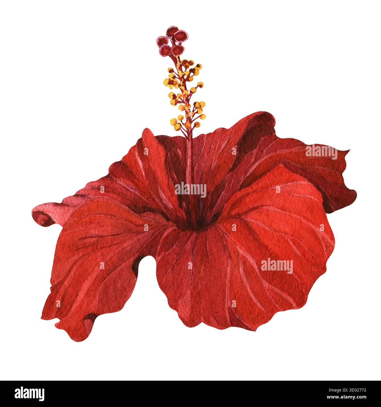 Dessin aquarelle d'une fleur d'hibiscus rouge. Un élément floral exotique pour cartes postales, invitations, imprimés et design botanique festif. Banque D'Images