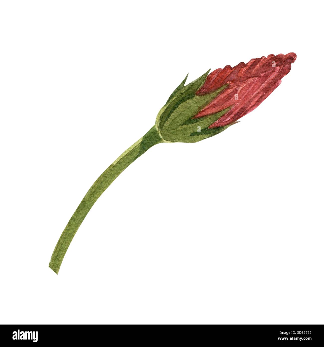 Une fleur d'hibiscus rouge peinte à la main. Elément de dessin pour matériaux imprimés. Banque D'Images