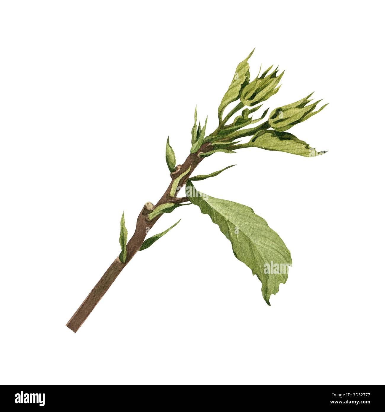 Une branche d'hibiscus avec de jeunes feuilles. Illustration aquarelle pour cartes postales et emballages. Banque D'Images