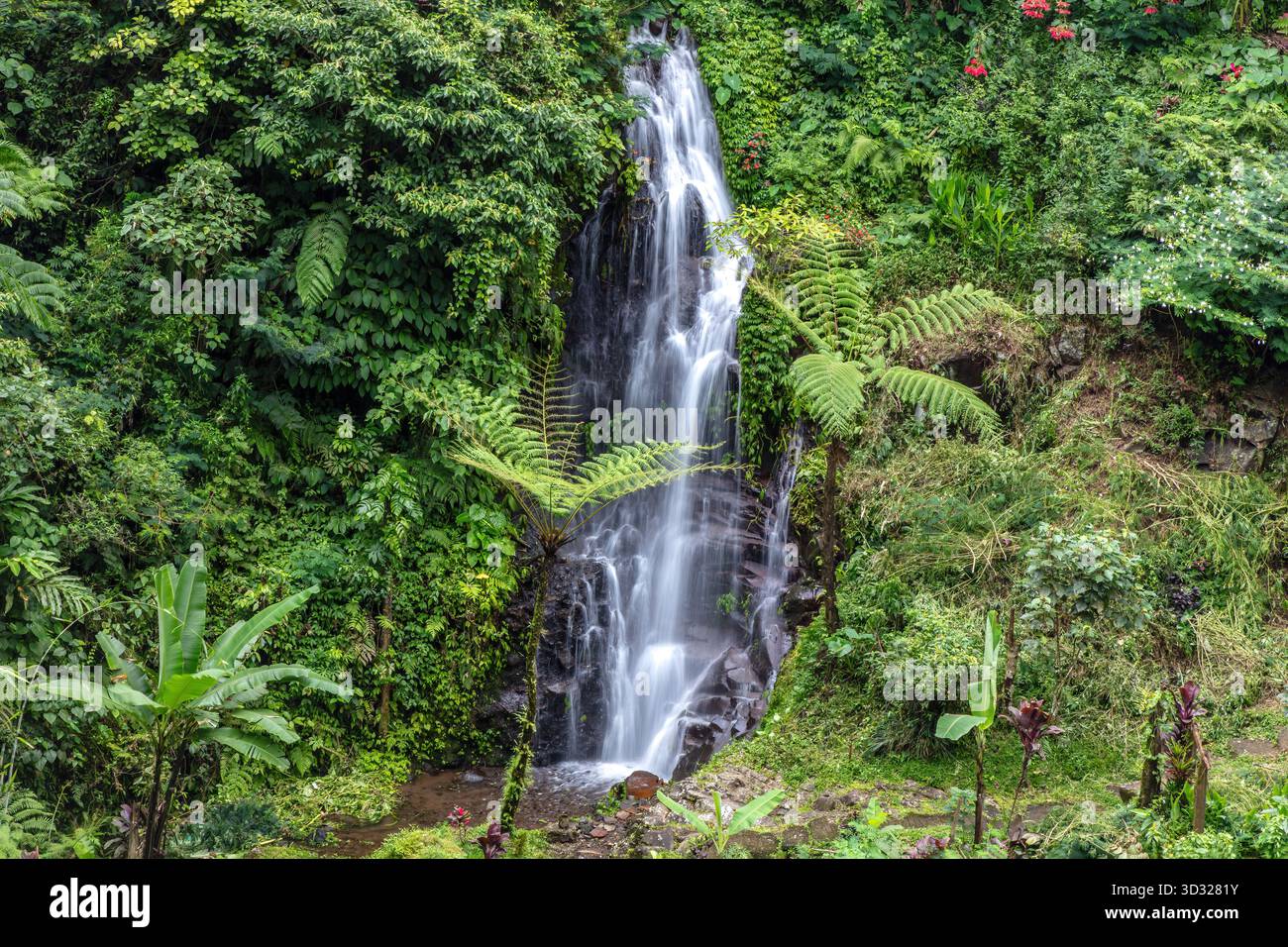 Petite cascade à la cascade Git Git dans le nord de Bali. Les eaux cristallines descendent en cascade le long de la falaise, entourées par la forêt tropicale humide. Banque D'Images