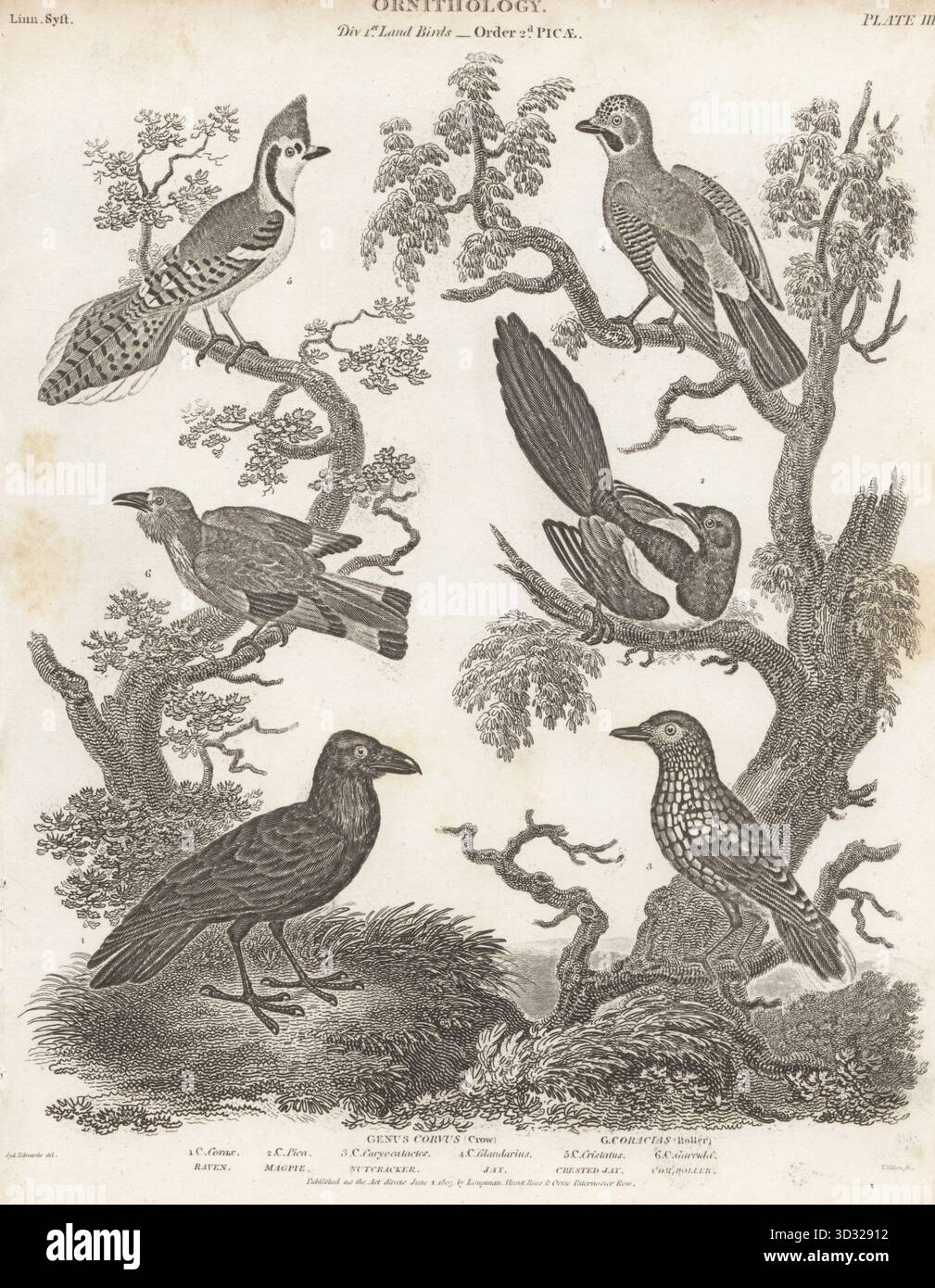 Corbeau, Corvus corax 1, pie, pica pica 2, casse-noix du Nord, Nucifraga caryocatactes 3, jay eurasien, Corvus glandarius 4, jay bleu, Cyanocitta cristata 5, et rouleau européen, Coracias garrulus 6. Genre Corvus, Crow, Coracias, Roller. Gravure sur cuivre de Thomas Milton d'après une illustration ornithologique de Sydenham Edwards tirée de la Cyclopédie d'Abraham Rees ou Dictionnaire universel des Arts, des Sciences et de la littérature, Longman et Rees, Paternoster Row, Londres, 1805. Banque D'Images