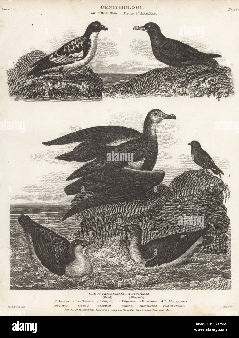 Cape Petrel, Daption capense, pétrel pluvial polynésien menacé d'extinction, Nesofregetta fuliginosa, pétrel pluvial européen, Hydrobates pelagicus, pétrel géant antarctique, Macronectes giganteus, albatros errants, Diomedea exulans, albatros à nez jaune menacé de disparition de l'Atlantique, Thalassarche chlororhynchos. Gravure sur cuivre de Thomas Milton d'après une illustration ornithologique de Sydenham Edwards tirée de la Cyclopédie d'Abraham Rees ou Dictionnaire universel des arts, des sciences et de la littérature, Paternoster Row, Londres, 1811. Banque D'Images