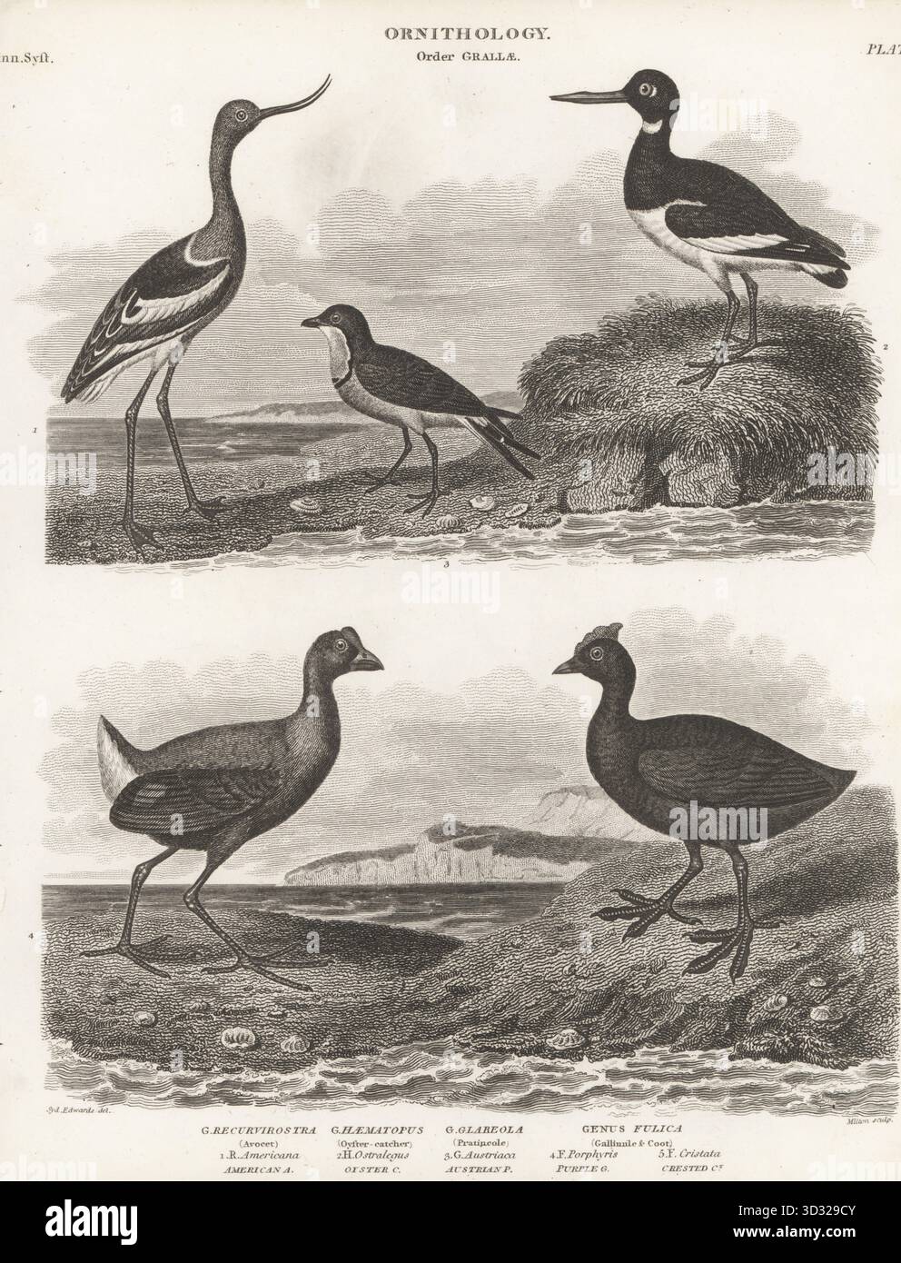 American avocet, Recurvirostra americana 1, eurasien Oystercatcher, Haematopus ostralegus 2, pratincole à collier, Glareola pratincola 3, Swamphen de l'Ouest, Porphyrio porphyrio 4, et Coot à boutons rouges, Fulica cristata 5. Gravure sur cuivre de Thomas Milton d'après une illustration ornithologique de Sydenham Edwards tirée de la Cyclopédie d'Abraham Rees ou Dictionnaire universel des arts, des sciences et de la littérature, Paternoster Row, Londres, 1804. Banque D'Images