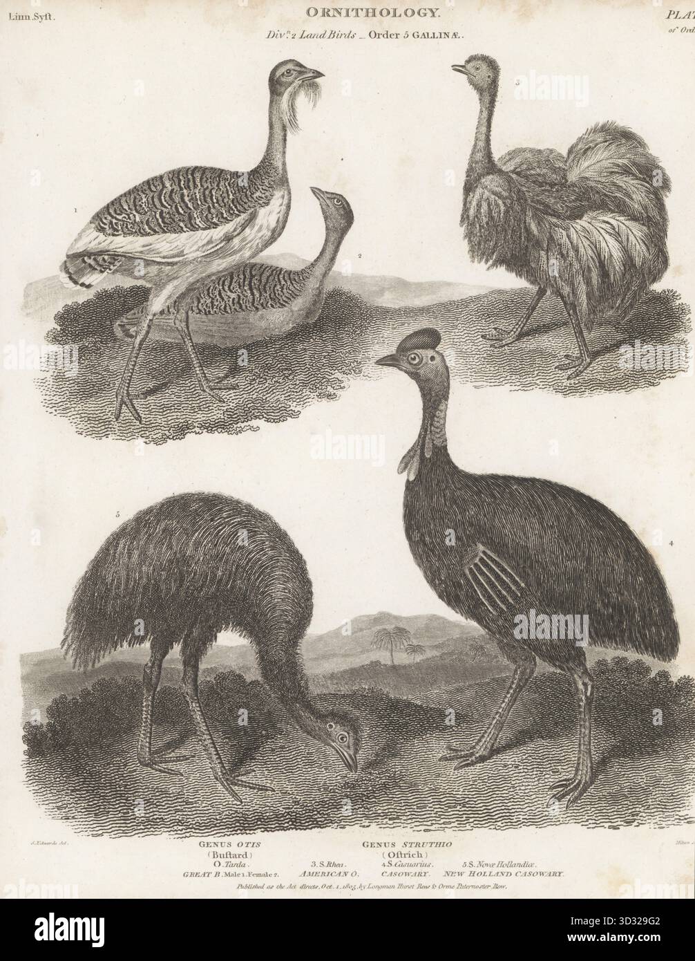 Grande outarde en voie de disparition, Otis tarda, mâle 1, femelle 2, Greater rhea, Rhea americana 3, casoars du sud en voie de disparition, Casuarius asuarius 4, et émeu, Dromaius novaehollandiae 5. Gravure sur cuivre de Thomas Milton d'après une illustration ornithologique de Sydenham Edwards tirée de la Cyclopédie d'Abraham Rees ou Dictionnaire universel des arts, des sciences et de la littérature, Paternoster Row, Londres, 1805. Banque D'Images