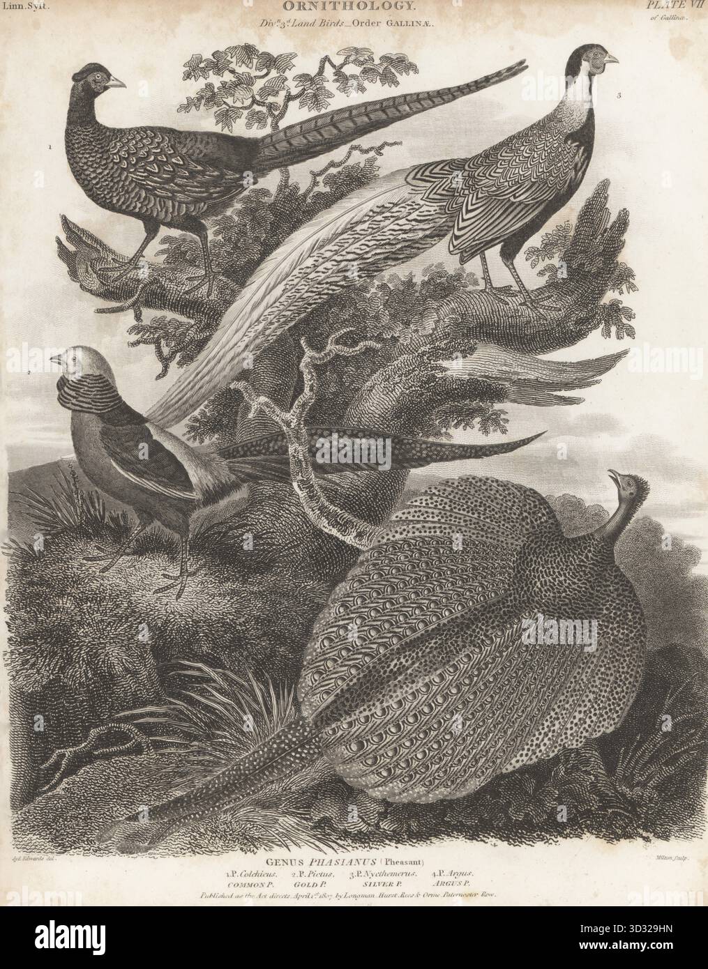 Faisan commun, Phasianus colchicus 1, faisan doré, Chrysolophus pictus 2, faisan argenté, Lophura nycthemera 3, et le grand argus, Argusianus argus 4. Gravure sur cuivre de Thomas Milton d'après une illustration ornithologique de Sydenham Edwards tirée de la Cyclopédie d'Abraham Rees ou Dictionnaire universel des arts, des sciences et de la littérature, Paternoster Row, Londres, 1807. Banque D'Images