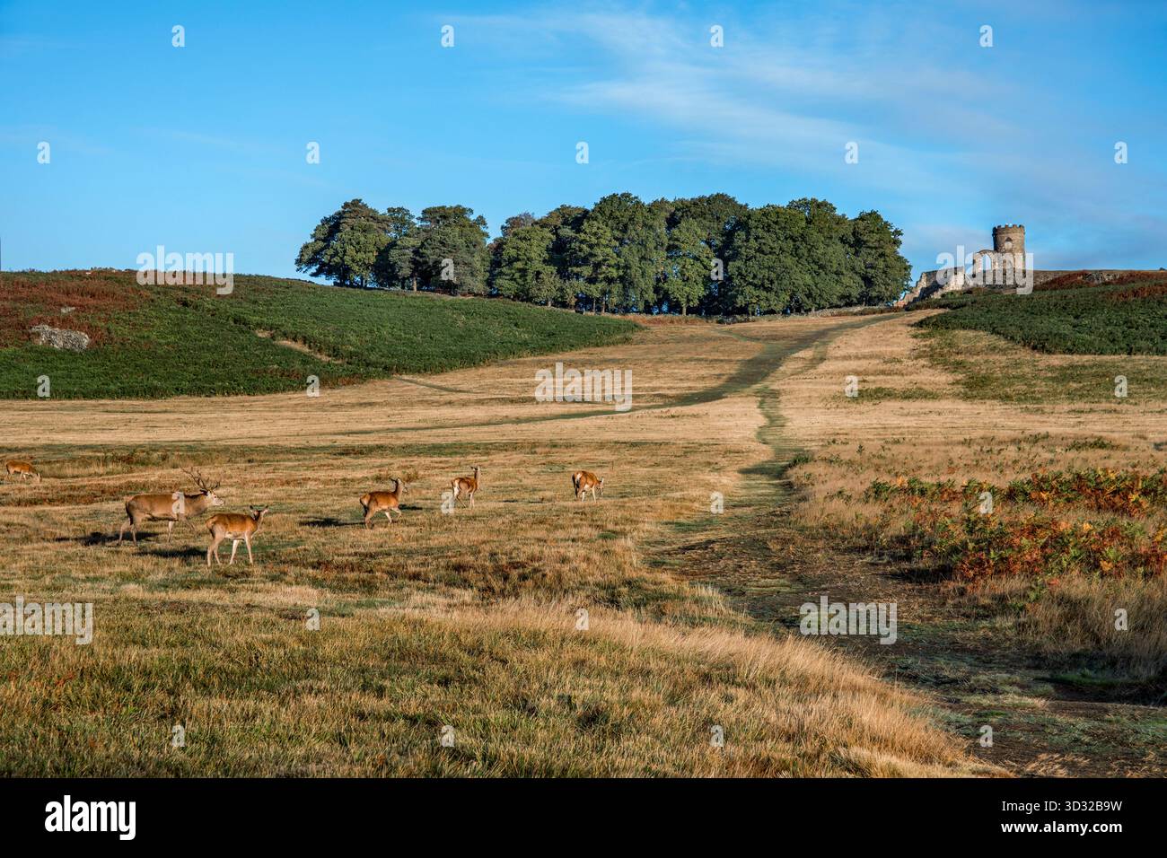 Leicestershire ; Bradgate Park ; Royaume-Uni Banque D'Images