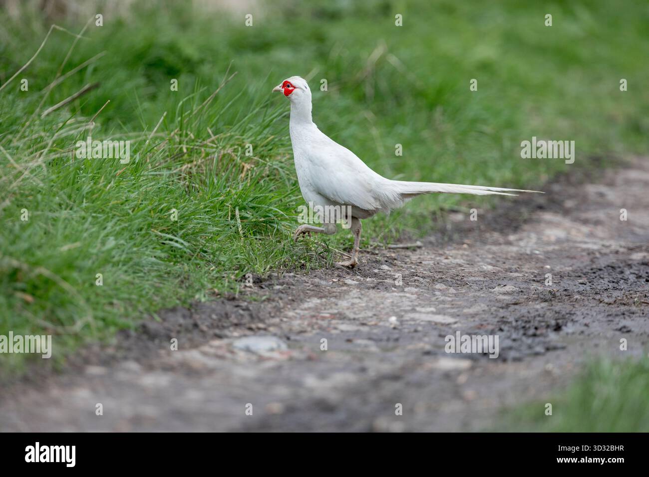 Faisan White ; Phasianus colchicus ; Leucistic ; UK Banque D'Images