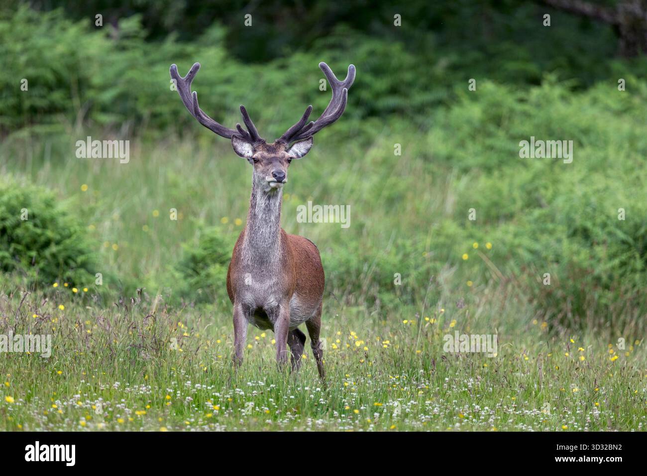 Cerf rouge ; Cervus elaphus ; cerf ; en velours ; Royaume-Uni Banque D'Images