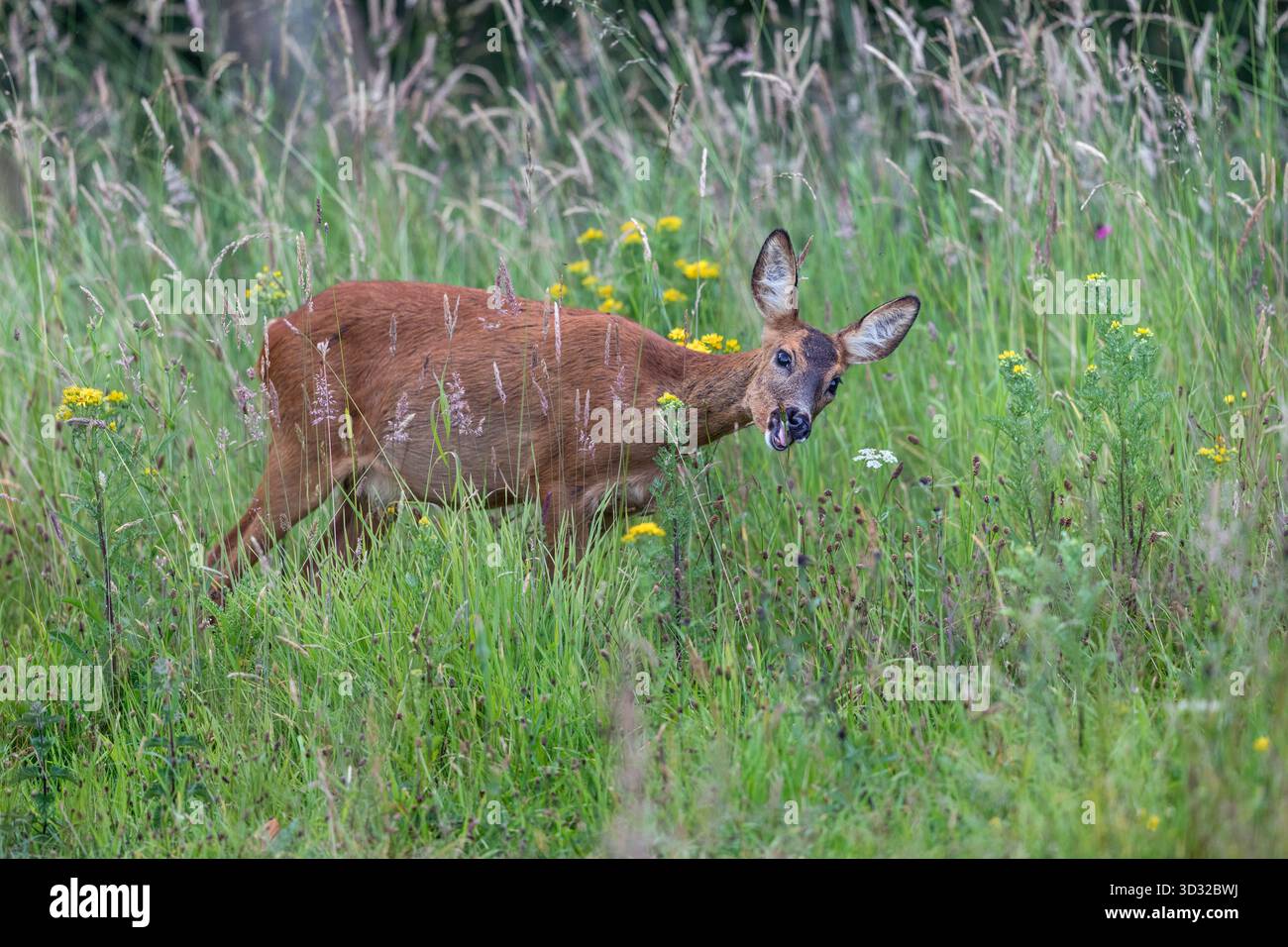 Roe Deer ; Capreolus capreolus ; femelle ; pâturage ; Royaume-Uni Banque D'Images
