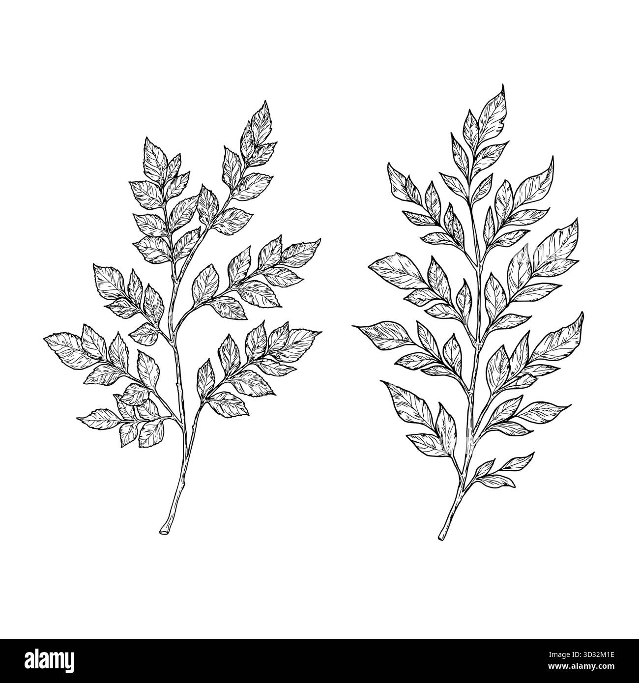 Brindilles élégantes avec des feuilles, faites à la main. Illustration vectorielle, collection botanique isolée sur fond blanc. Convient pour cartes postales, logos, déco Illustration de Vecteur