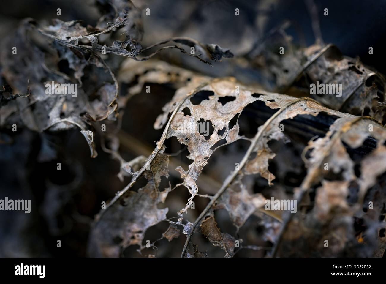 Feuille de raifort en décomposition avec des trous et des veines fragiles et à la fin de l'année en automne et en hiver, concept de transience ou wabi sabi, texture A. Banque D'Images